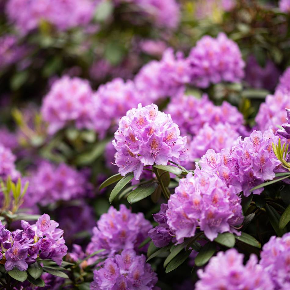 Landwirtschaftskammer gibt Tipps: Rhododendren vor Pilzinfektion schützen
