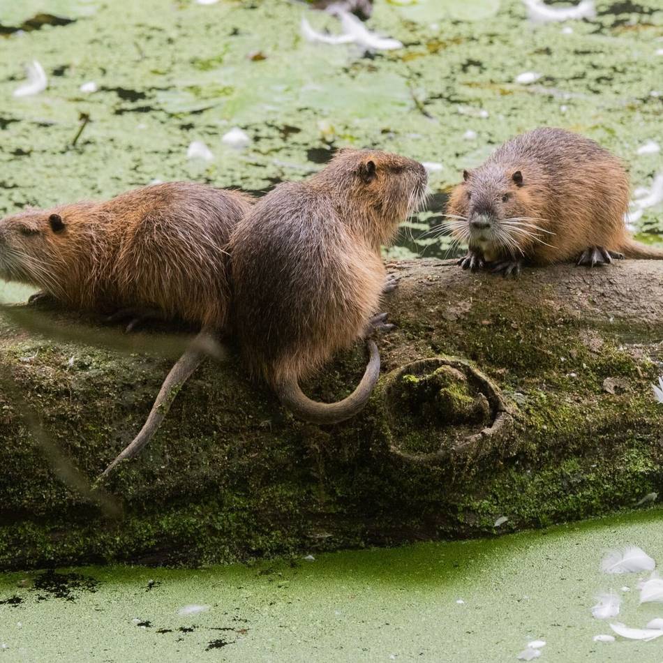 Deichverband ist alarmiert: Wie Nutrias Meerbuschs Wassergräben verwüsten