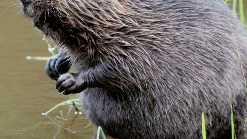 Naturschutzgebiet in Mönchengladbach: Stadt entfernt Teile des Biberdamms im Bungtwald