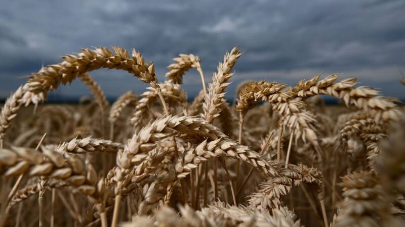 Landwirtschaft im Kreis Kleve: Der Regen bringt die Weizenernte ins Stocken