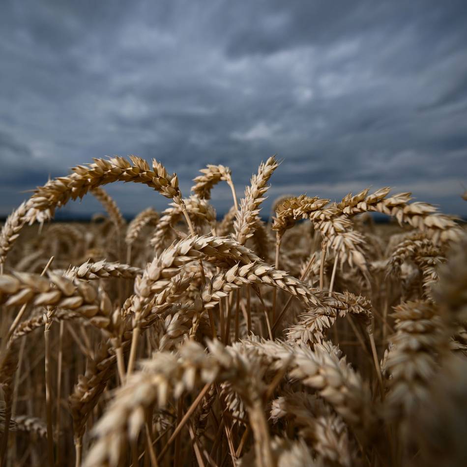 Landwirtschaft im Kreis Kleve: Der Regen bringt die Weizenernte ins Stocken
