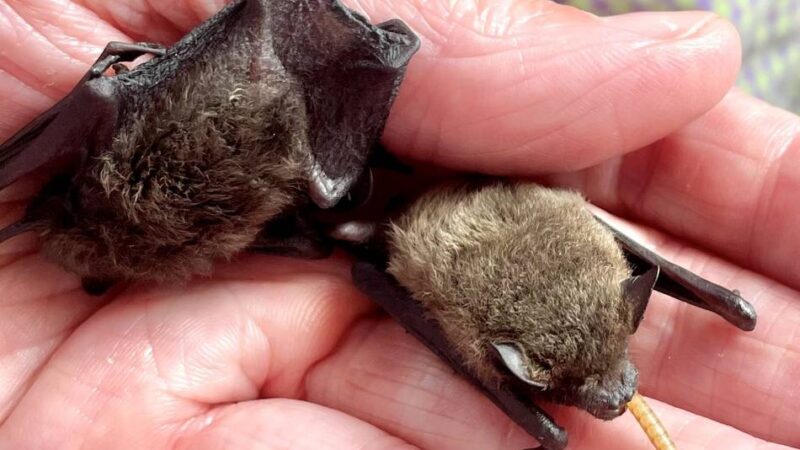 95 Jahre Wupperverband: Auf den Spuren von Batman in den Ohler Wiesen