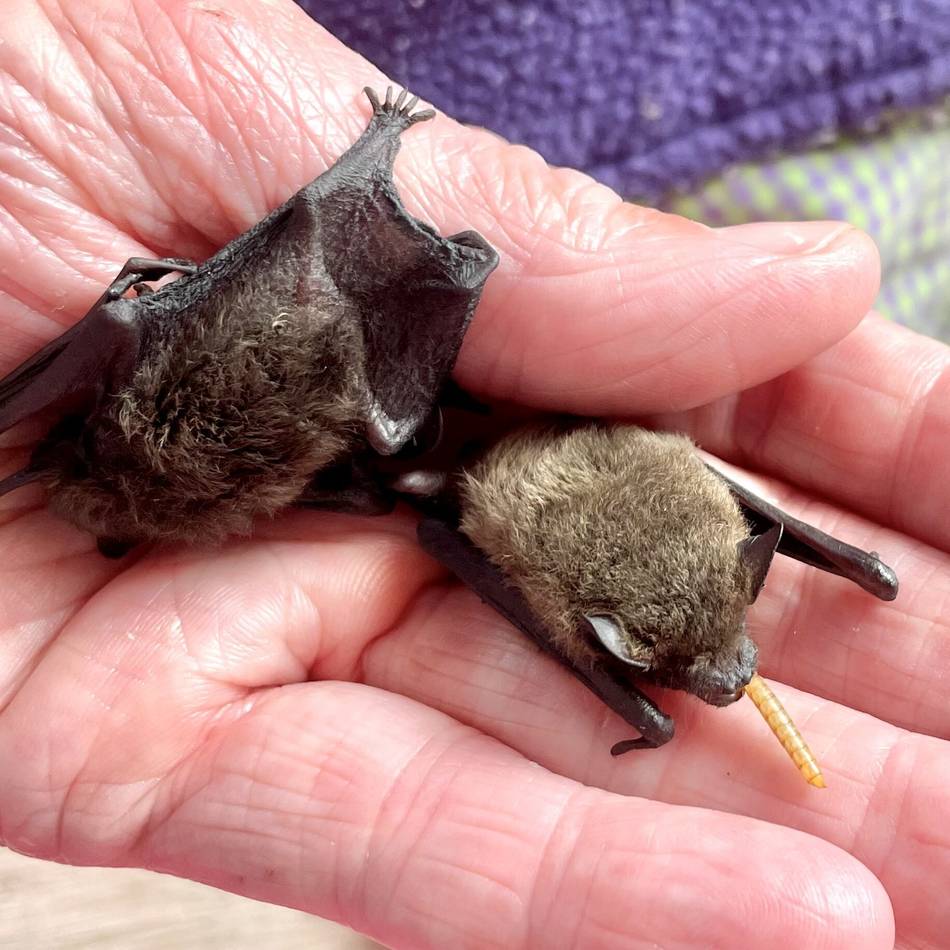 95 Jahre Wupperverband: Auf den Spuren von Batman in den Ohler Wiesen