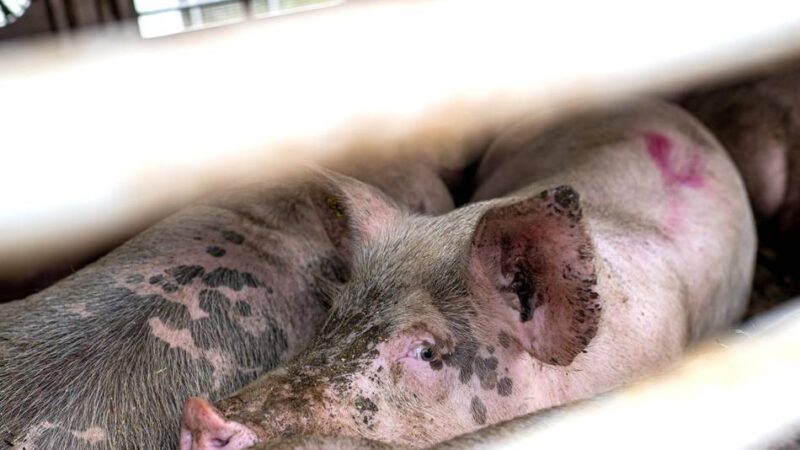 Mitarbeiter der Tierhaltung gefragt: Gewerkschaft ruft Mitarbeiter im Rhein-Kreis zu Teilnahme an Umfrage auf