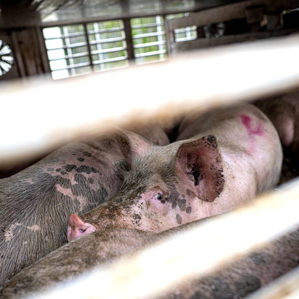 Mitarbeiter der Tierhaltung gefragt: Gewerkschaft ruft Mitarbeiter im Rhein-Kreis zu Teilnahme an Umfrage auf