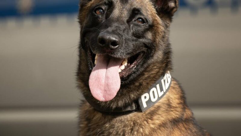 Untersuchungshaft für Mönchengladbacher: Polizeihund „Bane“ findet verschiedene Drogen bei 20-Jährigem