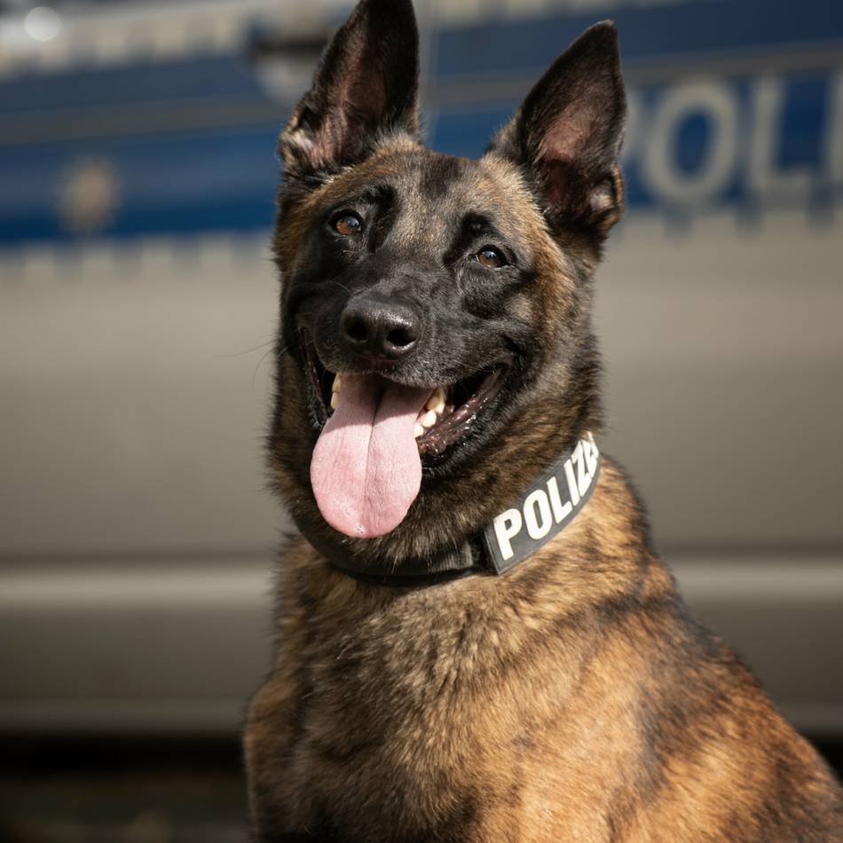Untersuchungshaft für Mönchengladbacher: Polizeihund „Bane“ findet verschiedene Drogen bei 20-Jährigem