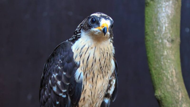 Serie Seltene Tiere an den Krickenbecker Seen: Wespenbussard — Jäger mit geschlossenen Augen