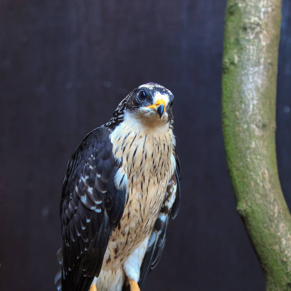 Serie Seltene Tiere an den Krickenbecker Seen: Wespenbussard — Jäger mit geschlossenen Augen
