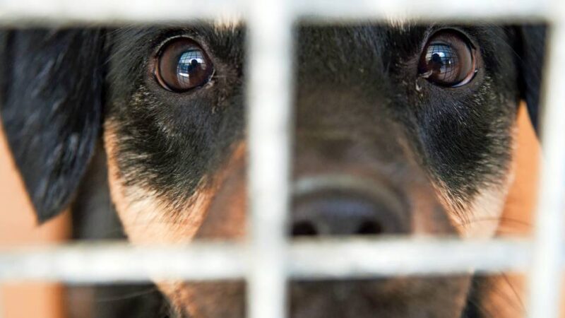 Unterstützung der Stadt: Wülfrath fördert die Vermittlung von Hunden aus dem Tierheim Velbert