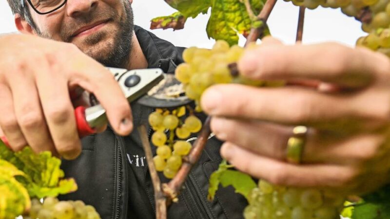 Die Weinlese im Gelderland beginnt: Bald gibt es Gelderner Rotwein und Sekt
