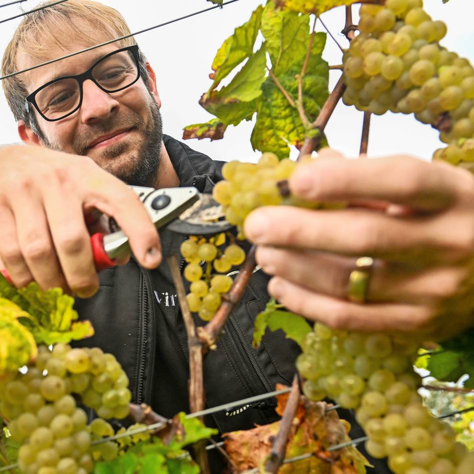 Die Weinlese im Gelderland beginnt: Bald gibt es Gelderner Rotwein und Sekt