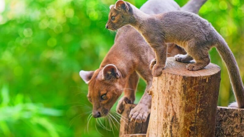 Artenschutztag im Zoo Duisburg: Große Sprünge für die Tierpaten