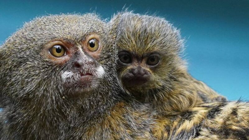 Vom Aussterben bedroht: Nachwuchs bei den Kleinsten – Zwergseidenäffchen im Tiergarten Kleve geboren