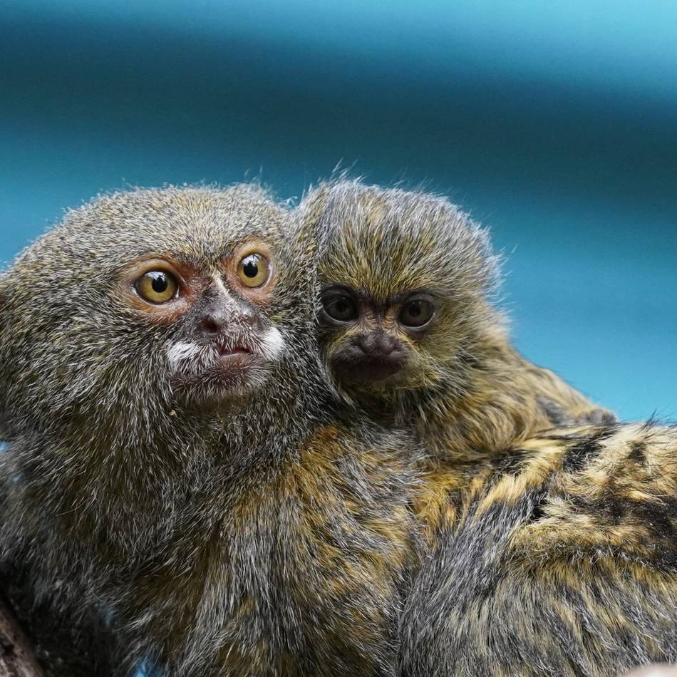 Vom Aussterben bedroht: Nachwuchs bei den Kleinsten – Zwergseidenäffchen im Tiergarten Kleve geboren