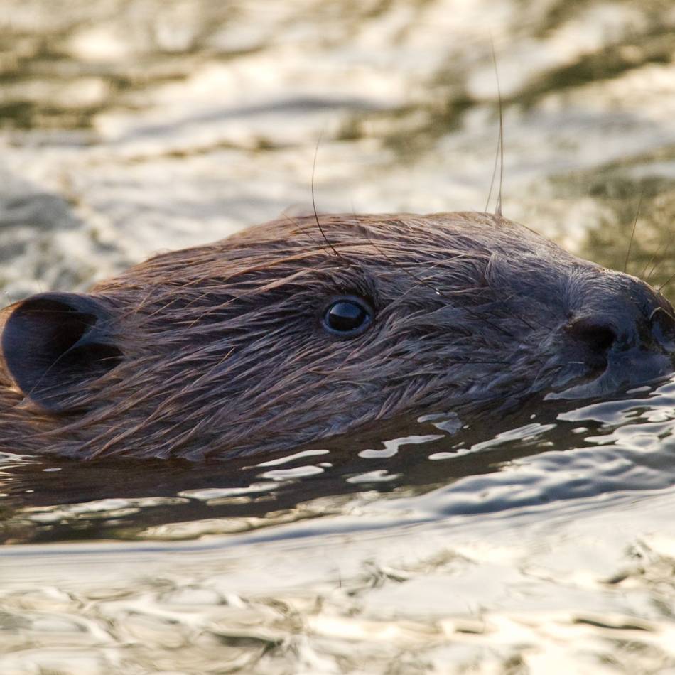 Welche Maßnahmen zur Gefahrenabwehr geplant sind: Wildtierkamera bringt Nachweis über zwei Biber in der Sonsbecker Ley