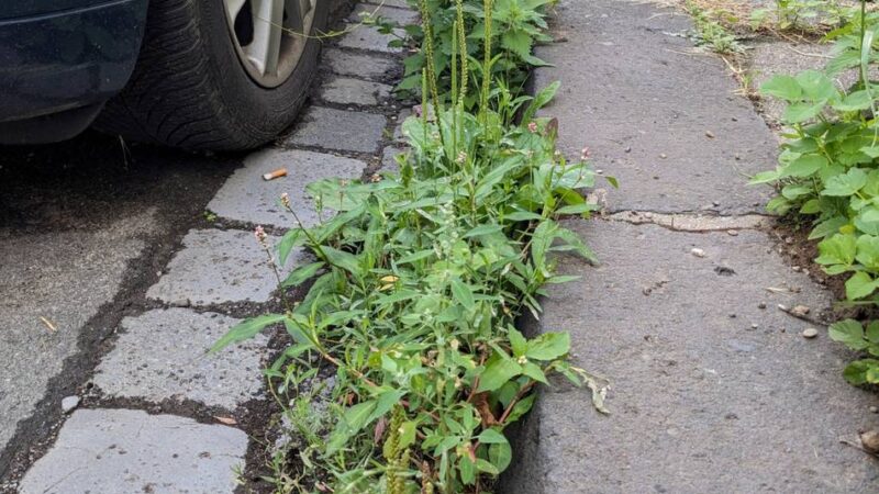 Stadtsauberkeit in Düsseldorf: Flingeraner ärgert sich über Unkraut-Wildwuchs – das sagt die Stadt
