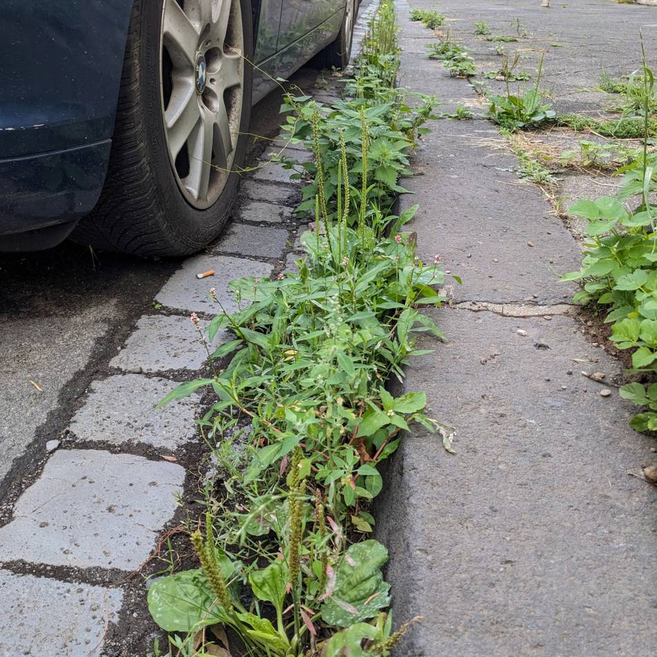 Stadtsauberkeit in Düsseldorf: Flingeraner ärgert sich über Unkraut-Wildwuchs – das sagt die Stadt