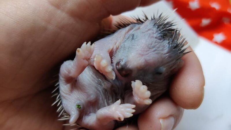 Ungewöhnlicher Nistplatz in Korschenbroich: Igel-Baby Max im Müllbeutel geboren und fast verhungert