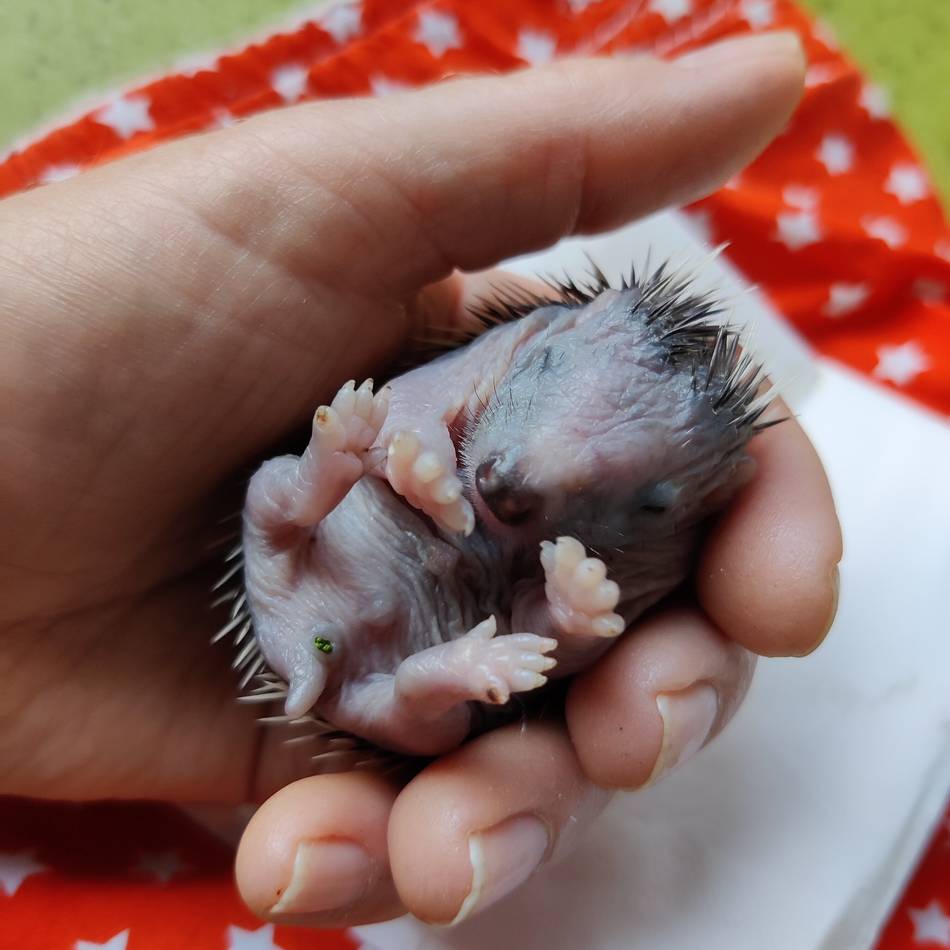 Ungewöhnlicher Nistplatz in Korschenbroich: Igel-Baby Max im Müllbeutel geboren und fast verhungert