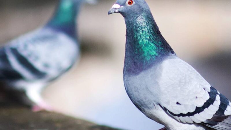 Skurrile Volkshochschulkurse in Duisburg: „Wege der Koexistenz“ von Mensch und Vogel