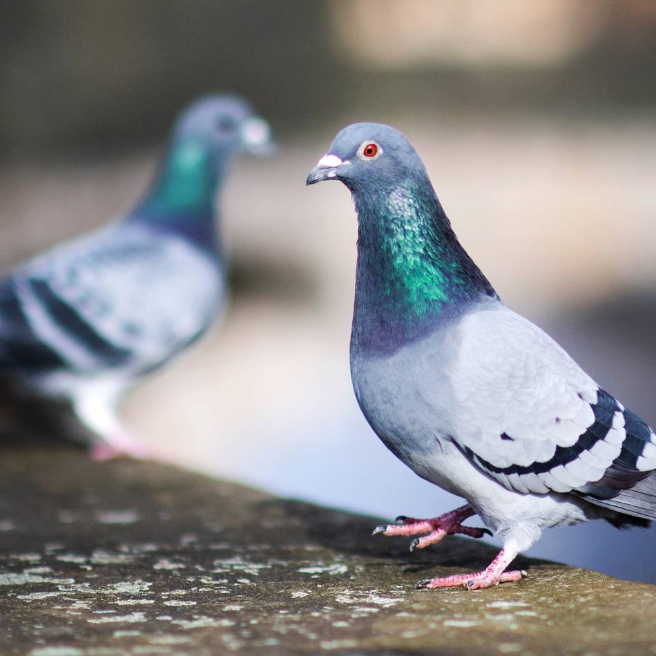 Skurrile Volkshochschulkurse in Duisburg: „Wege der Koexistenz“ von Mensch und Vogel