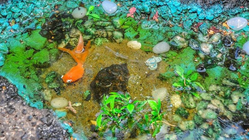 Außergewöhnliches aus Mönchengladbach: Hingucker am Wegesrand – vom schönen Schlagloch zur lachenden Schlange