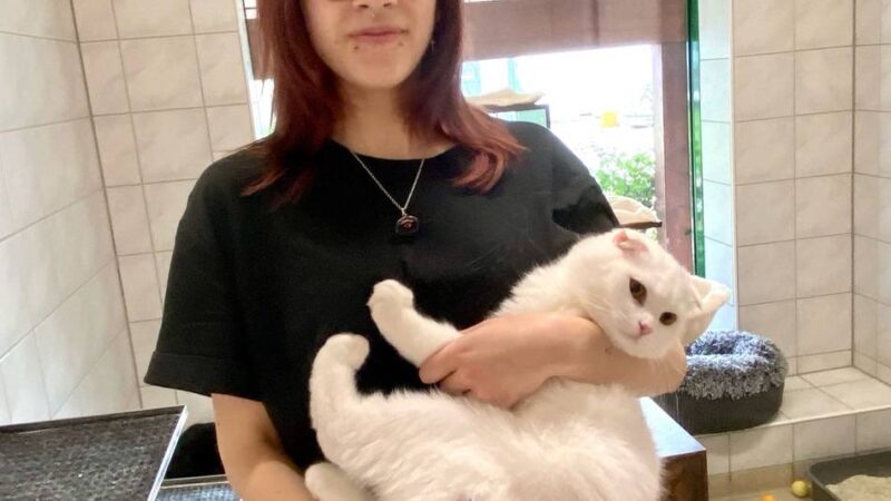 Hunderte Tiere warten auf Besitzer: Flut an Katzen im Düsseldorfer Tierheim –  „Befinden uns in absoluter Ausnahmesituation“