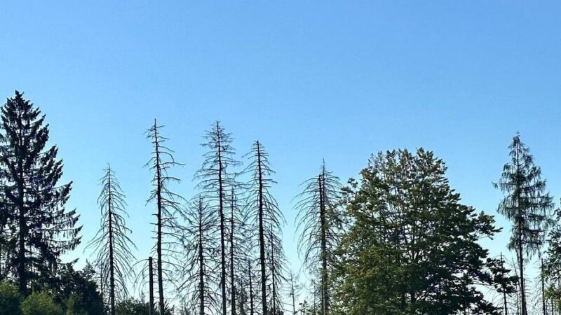 Klimawandel in Wermelskirchen: „Klimawanderung“ erkundet Folgen im heimischen Wald