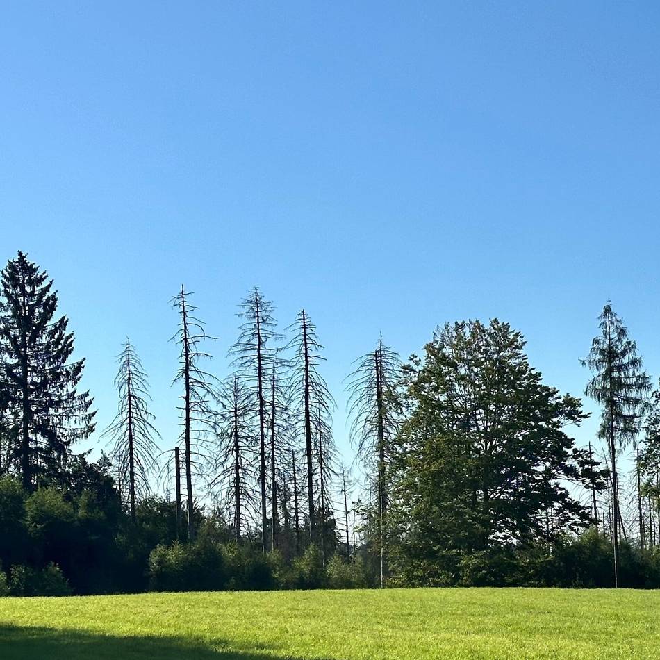 Klimawandel in Wermelskirchen: „Klimawanderung“ erkundet Folgen im heimischen Wald