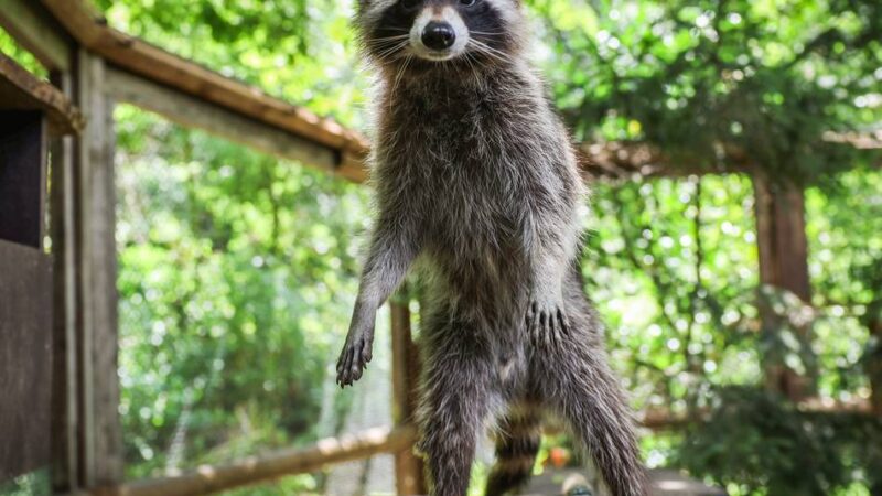Tierpark Tannenbusch in Dormagen: Wo Waschbären Faxen machen und süße Tierbabys umhertollen