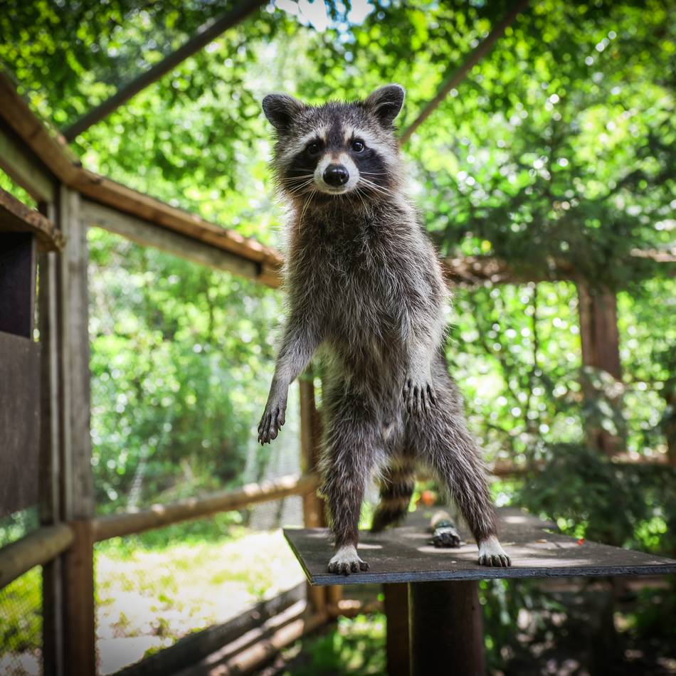 Tierpark Tannenbusch in Dormagen: Wo Waschbären Faxen machen und süße Tierbabys umhertollen