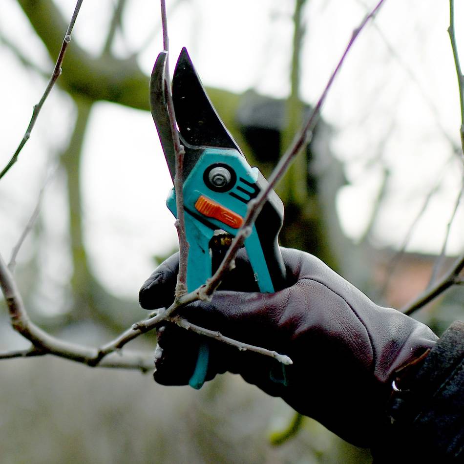 Mehrere Sperrungen geplant: Baumschnittarbeiten im Stadtgebiet von Jüchen