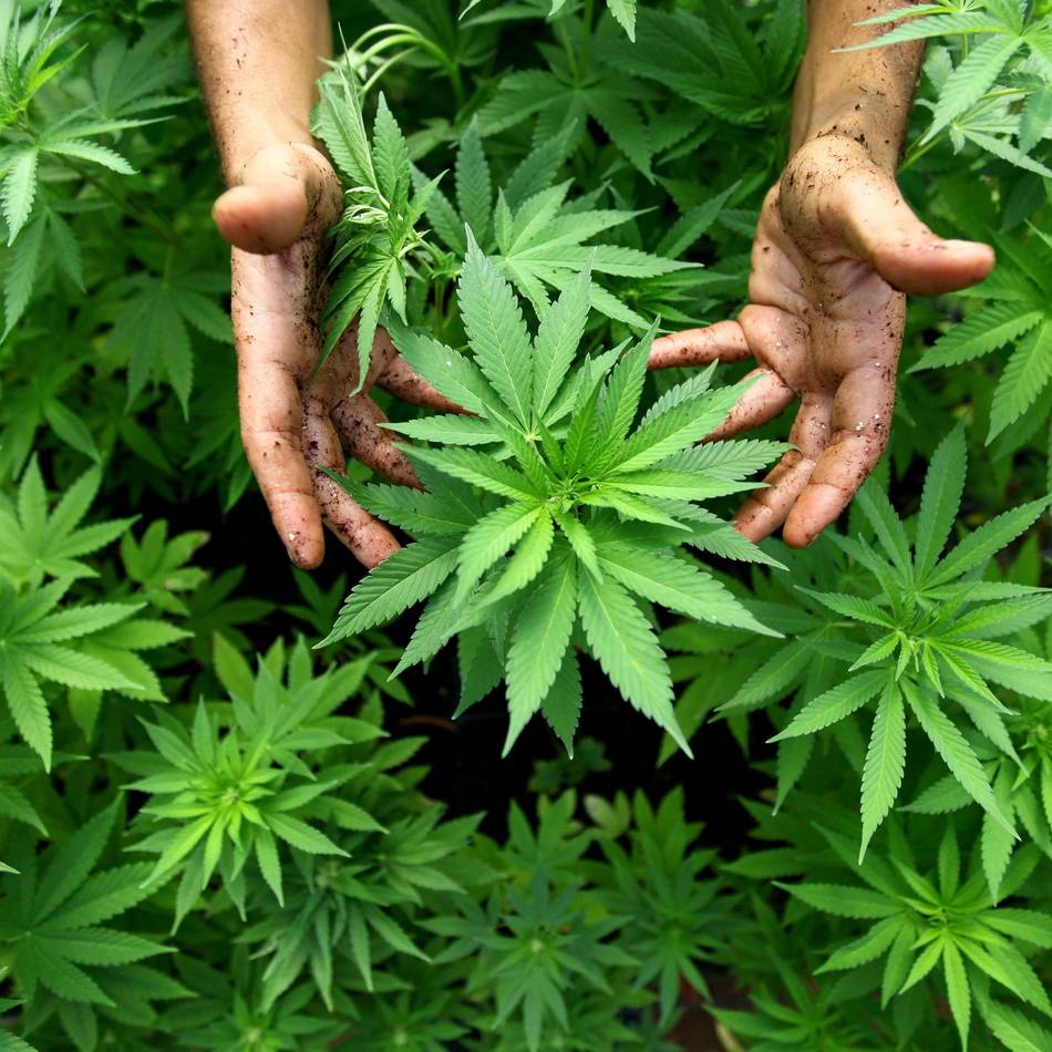 Prozessbeginn gegen zwei Leverkusener: Mit Marihuana-Plantage in Omas Haus 300.000 Euro verdient