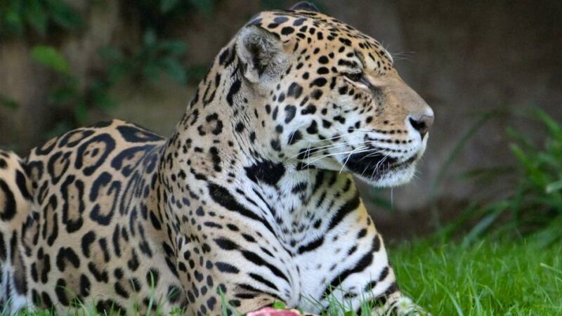 Nachtführung zu wachsamen Raubkatzen: Wenn es Nacht wird im Krefelder Zoo