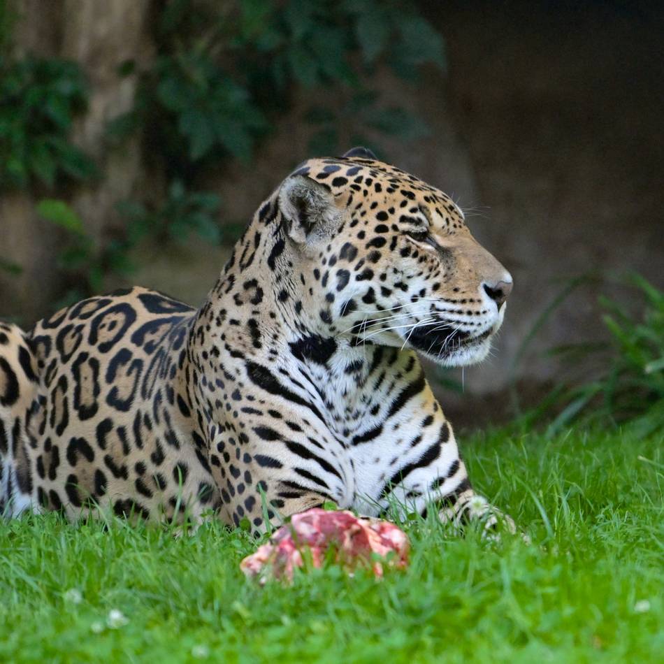 Nachtführung zu wachsamen Raubkatzen: Wenn es Nacht wird im Krefelder Zoo