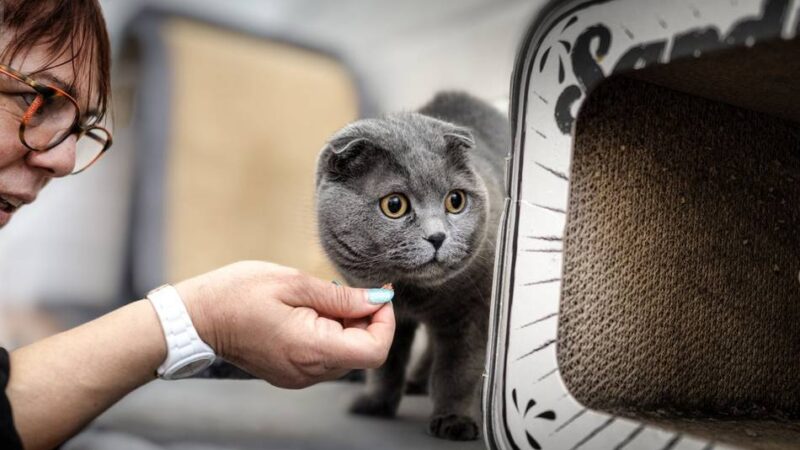 Tierheim Hilden verhängt Aufnahmestopp: „Wir sind bis unters Dach voll mit Katzen“