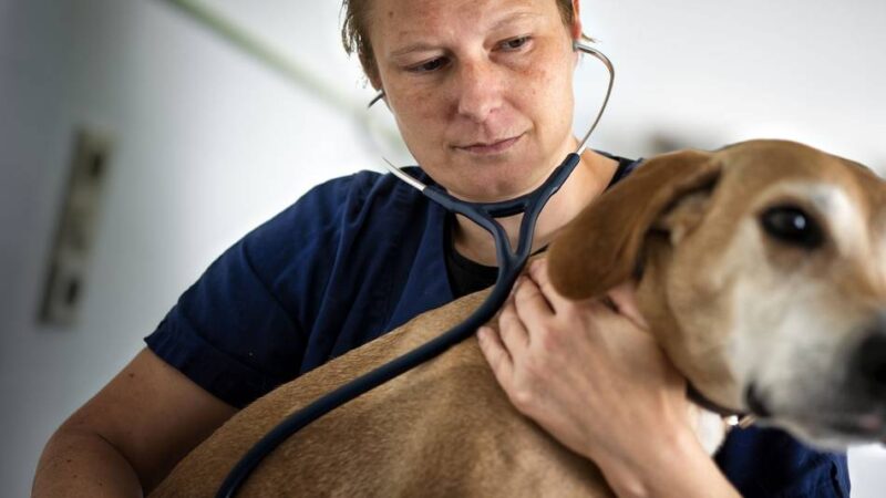 Veterinärin in Langenfeld: Tierarzt-Notdienst hilft außerhalb der Praxis-Zeiten