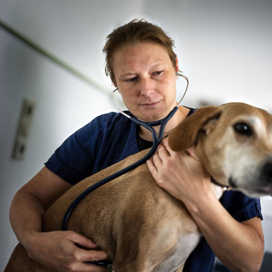 Veterinärin in Langenfeld: Tierarzt-Notdienst hilft außerhalb der Praxis-Zeiten