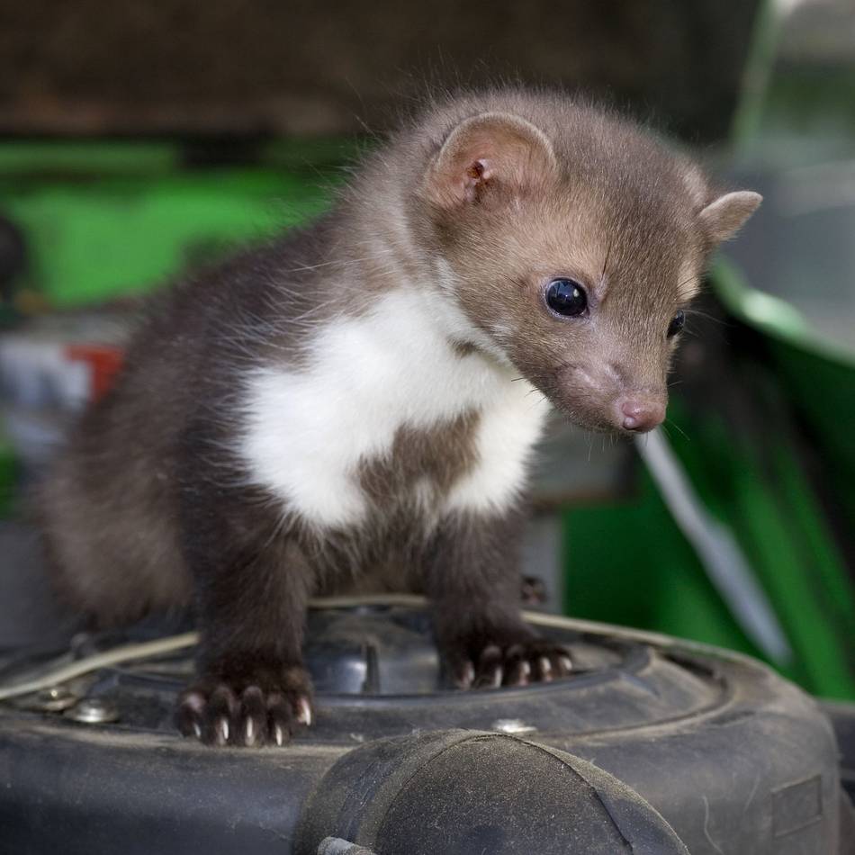 Einsatz der Feuerwehr: Marder sorgt für Dieselspur quer durch Bedburg-Hau
