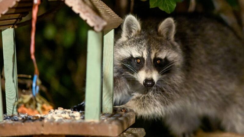 Waschbär-Sichtungen auch in Hückeswagen: Putziger Geselle mit Gefährdungspotenzial