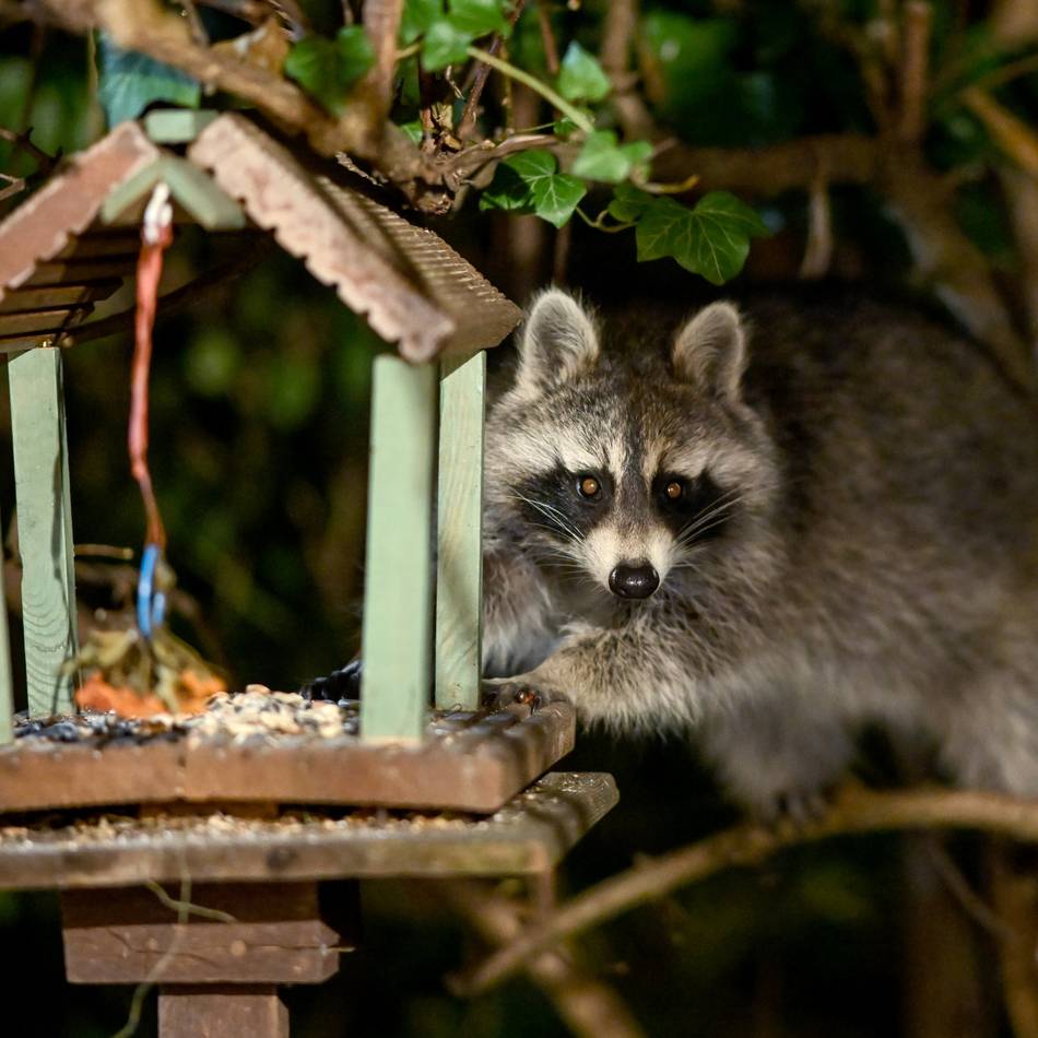 Waschbär-Sichtungen auch in Hückeswagen: Putziger Geselle mit Gefährdungspotenzial