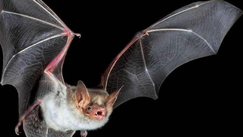 Naturschutzbund in Mönchengladbach: Gemeinsam auf den Spuren der Fledermaus