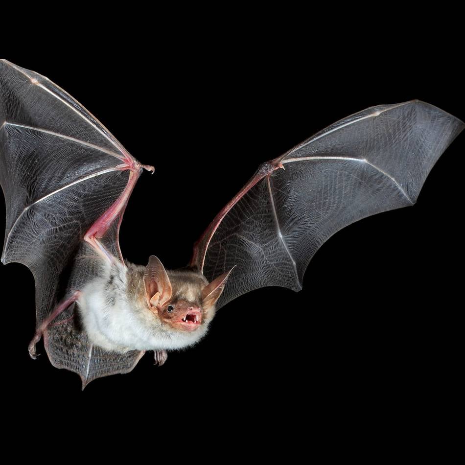 Naturschutzbund in Mönchengladbach: Gemeinsam auf den Spuren der Fledermaus