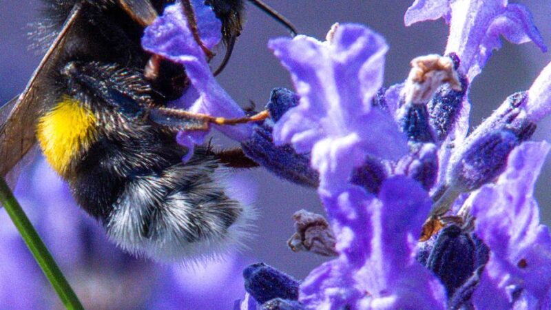 Handeln gegen Artensterben: Aktionsbündnis für Insekten gibt Tipps