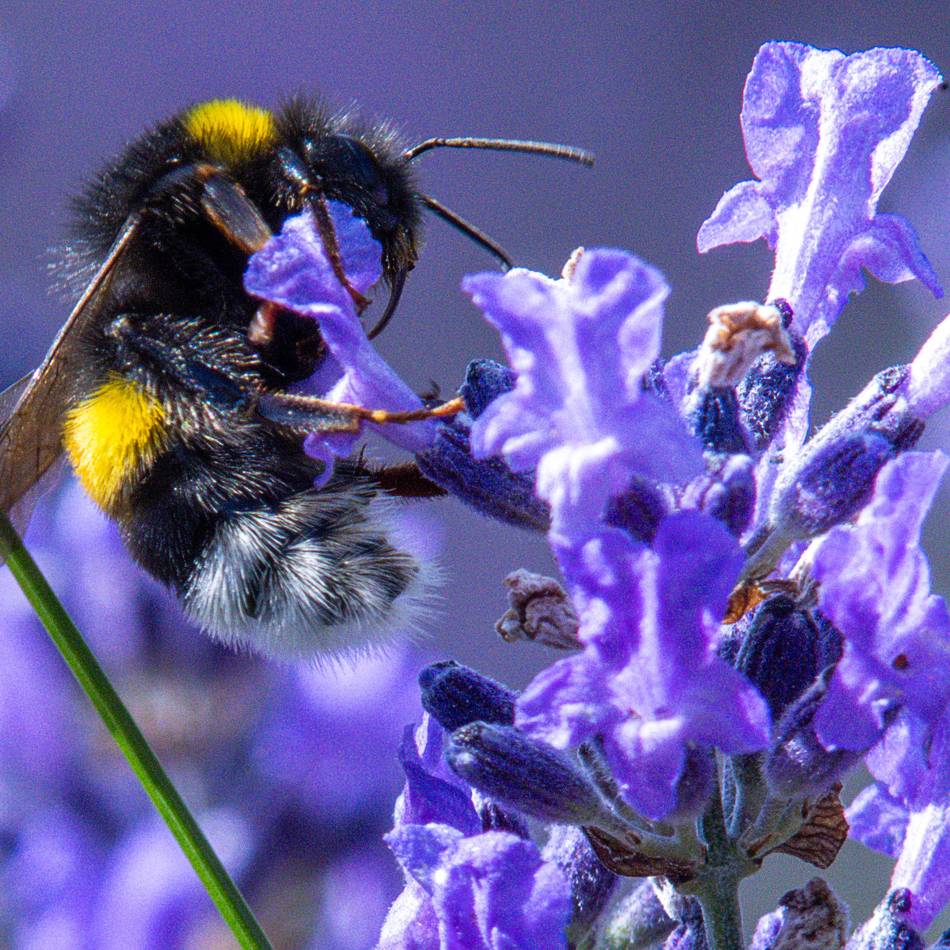 Handeln gegen Artensterben: Aktionsbündnis für Insekten gibt Tipps