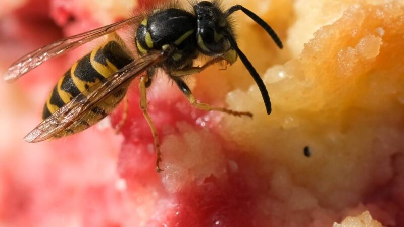 Was tun gegen Wespen?: Wasser-Attacke aus der Sprühflasche
