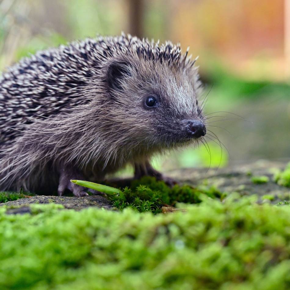 Oberbergischer Kreis: Grüne wollen Igel vor Mährobotern schützen