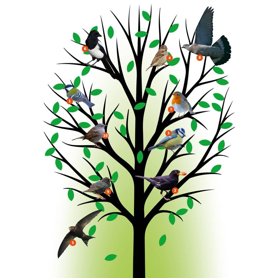 Stunde der Gartenvögel im Kreis Mettmann: Die Kohlmeise ist der Star in unseren Gärten