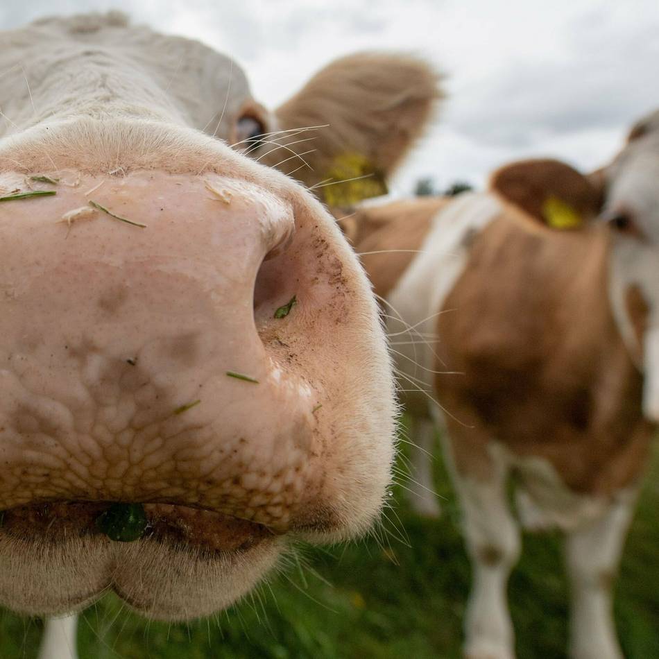 Stadtwerke Willich: Tierfotos für Kalender gesucht